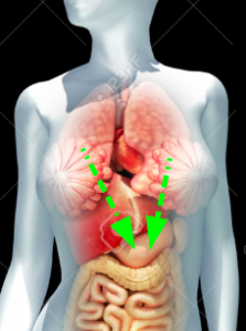 Lung-stomach-223x300.png