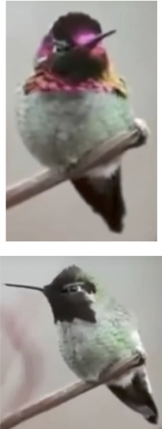 Hummingbird-4.jpg