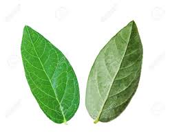 2sided-leaf.jpg