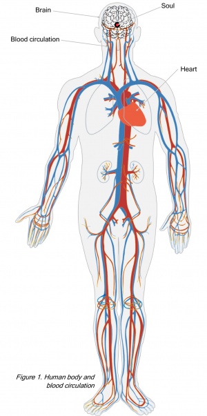 Cuerpo humano y circulación sanguínea..jpg