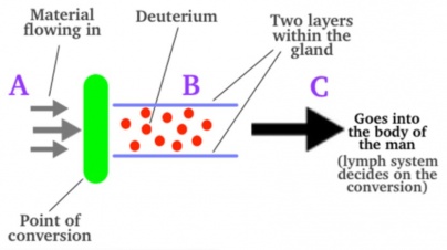Glándulas que convierten el carbono 14 en deuterio.jpg