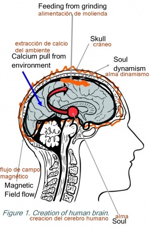Creation del cerebro humano.jpg