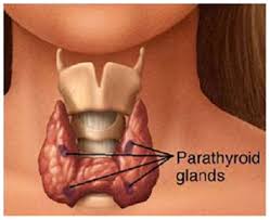 Parathyroids.jpg