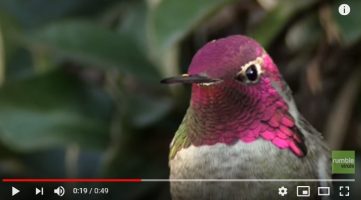 Hummingbird-e1.jpg
