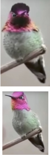 Hummingbird-5.jpg