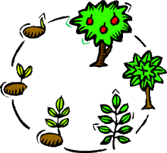 Seed-to-tree.png