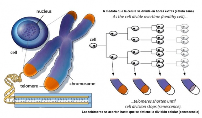 Chromosome1.jpg