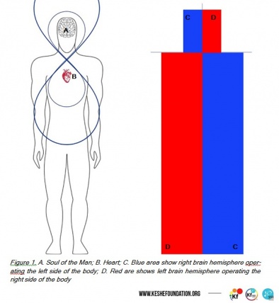 A. Alma del Hombre; B. corazón; C. El área azul muestra el hemisferio cerebral derecho operando el lado izquierdo del cuerpo; D. En rojo se muestran los hemisferios del cerebro izquierdo que operan el lado derecho del cuerpo.