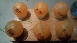 Aragula-balls-e1543698281209.jpg
