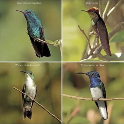 Hummingbird-3.jpg